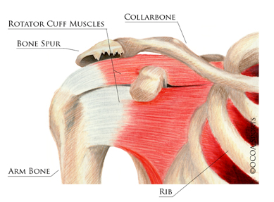 shoulder 17 diagram picture