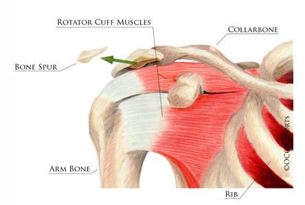 shoulder 19 diagram