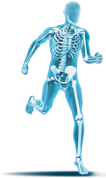 Skeleton