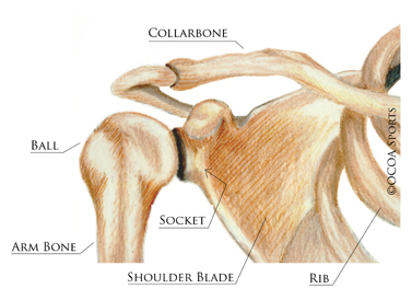 Shoulder Stabilization Surgery | Shoulder Dislocations & Instability |  Orlin Cohen