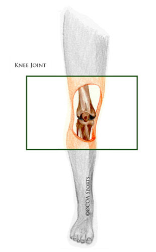 knee bones diagram
