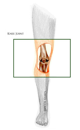 Knee Bones