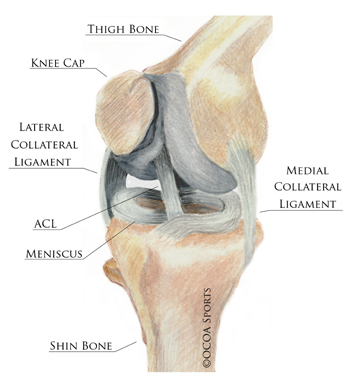 knee parts diagram