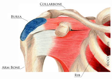 shoulder 14 diagram picture