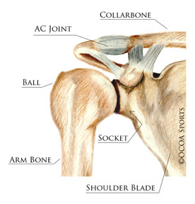 shoulder 2 diagram