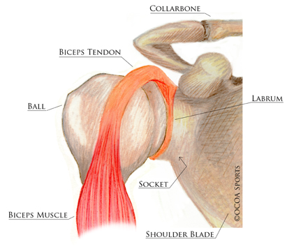 shoulder 24 diagram